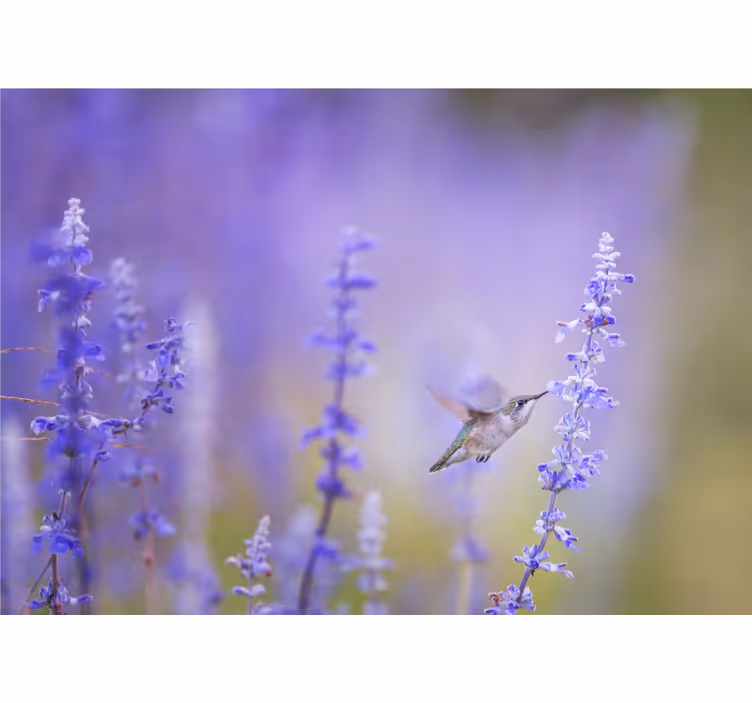 Fototapet cu flori colibri și flori - TenStickers