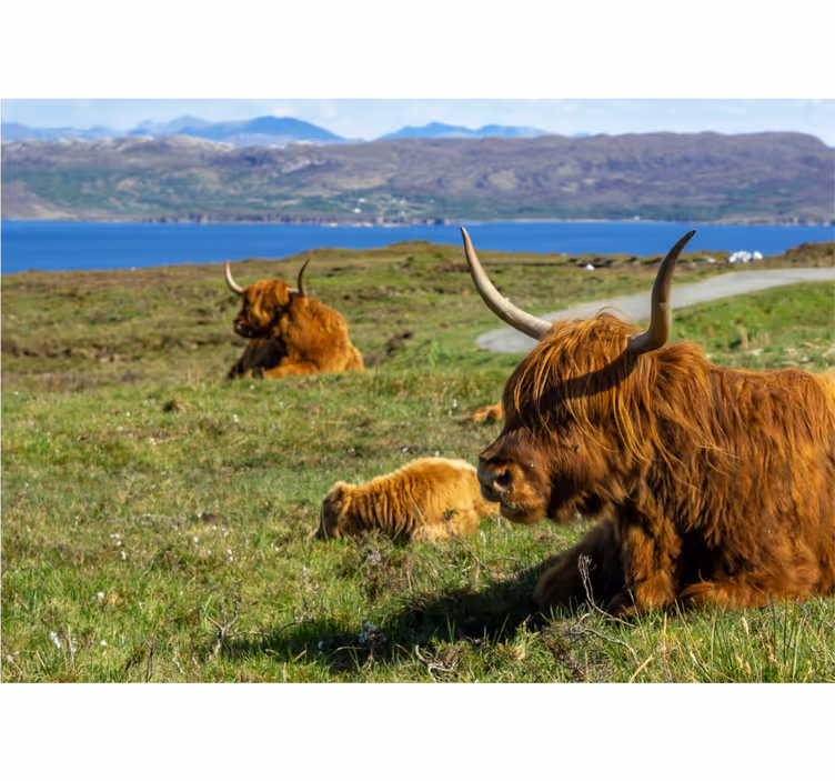 Fototapet natura vite din highlands - TenStickers