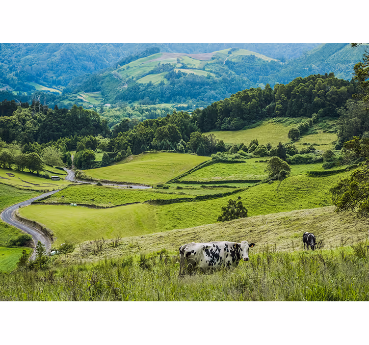 Fototapet peisaje câmpuri verzi ondulate - TenStickers