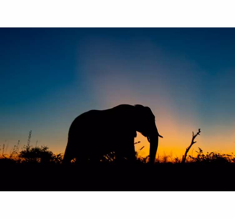 Fototapet animale silueta de elefant la apus - TenStickers
