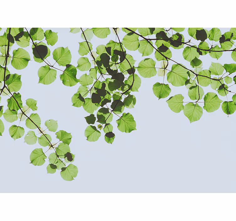 Arbori fototapet copertină cu ramuri frunzoase - TenStickers