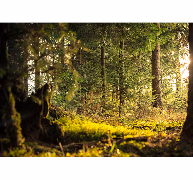 Păduri fototapet peisaj verde seren - TenStickers
