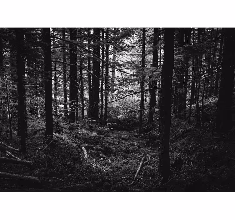 Păduri fototapet scenă de pădure întunecată - TenStickers