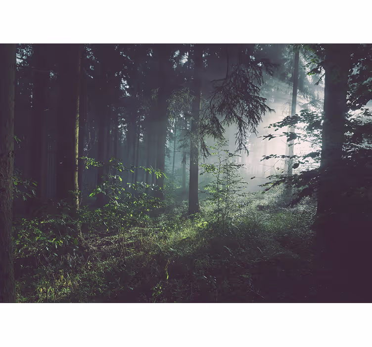 Fototapet natura peisaj verde de pădure - TenStickers