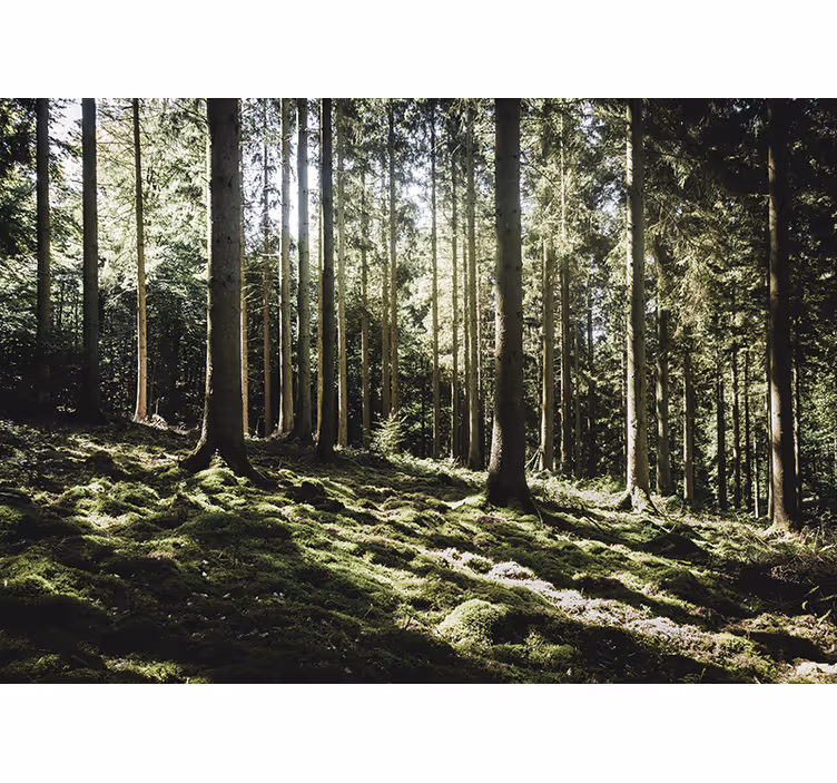 Păduri fototapet peisaj liniștit de pădure - TenStickers