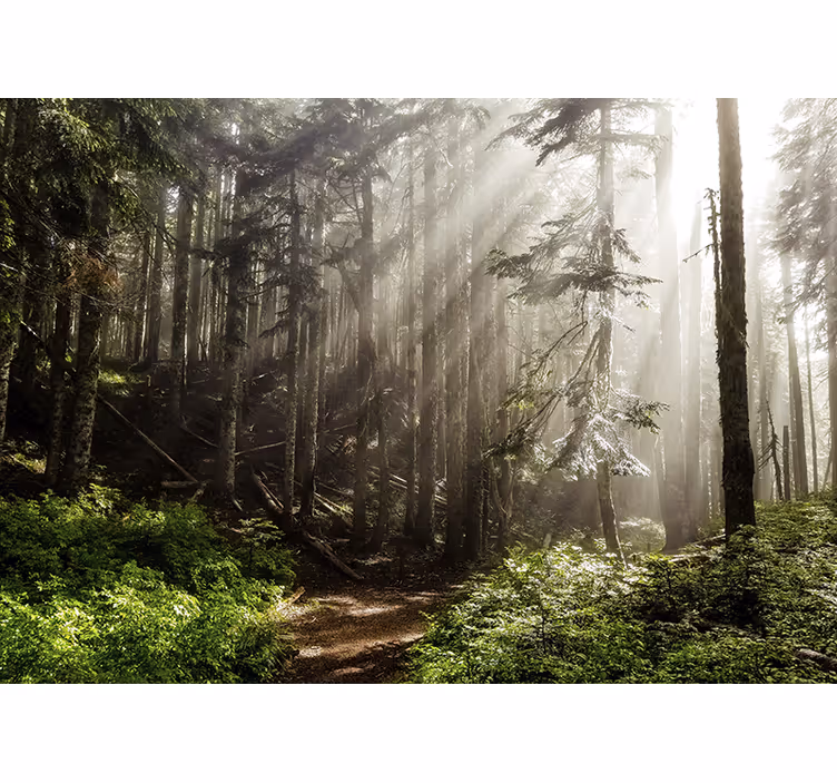 Fototapet natura perspectiva pădurii cețoase - TenStickers