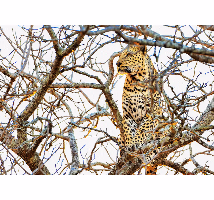 Picturi murale cu alte animale leopard printre ramuri - TenStickers
