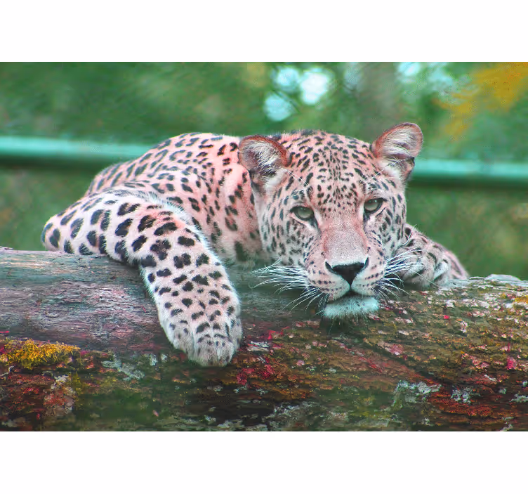 Mural de perete din jungle forest - TenStickers
