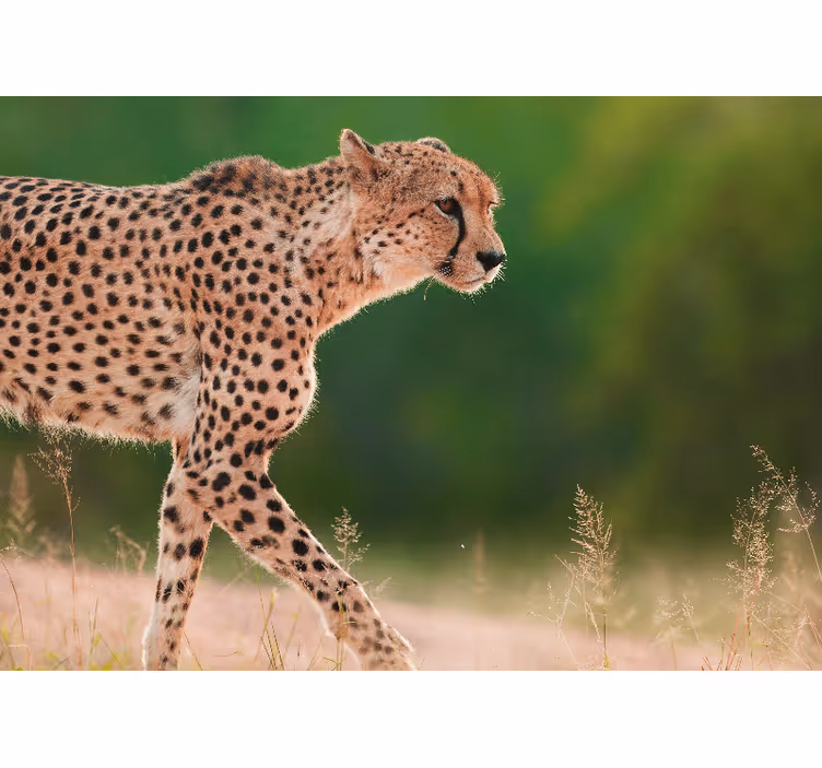 Fototapet animale ghepard în mișcare - TenStickers