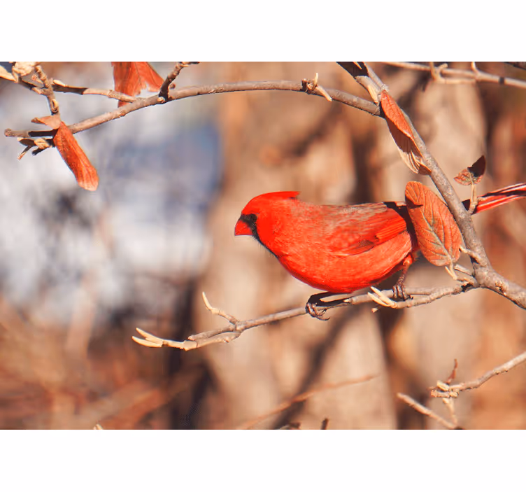 Fototapet animale cardinalul cocoțat - TenStickers