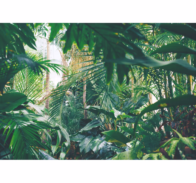 Tapet junglă oază tropicală luxuriantă - TenStickers
