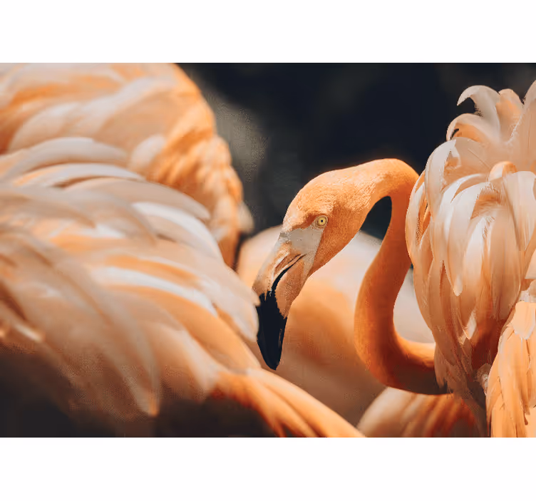 Picturi murale cu alte animale scenă elegantă cu flamingo - TenStickers