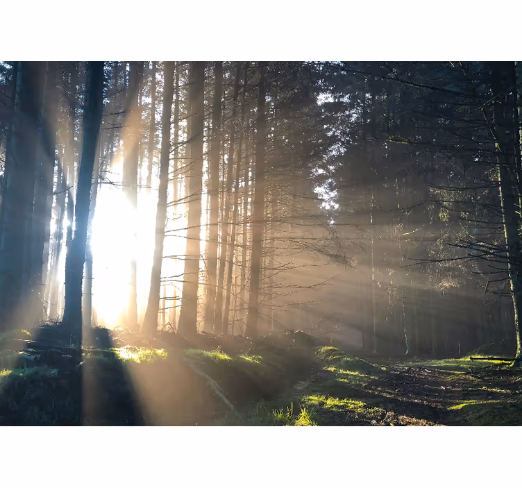 Păduri fototapet cale iluminată în pădure - TenStickers