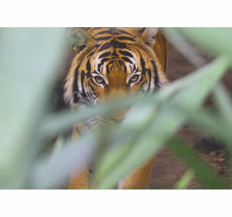 Fototapet animale tigru în sălbăticie - TenStickers