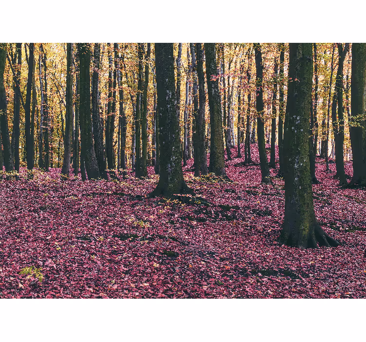 Fototapet natura peisaj liniștit de pădure - TenStickers