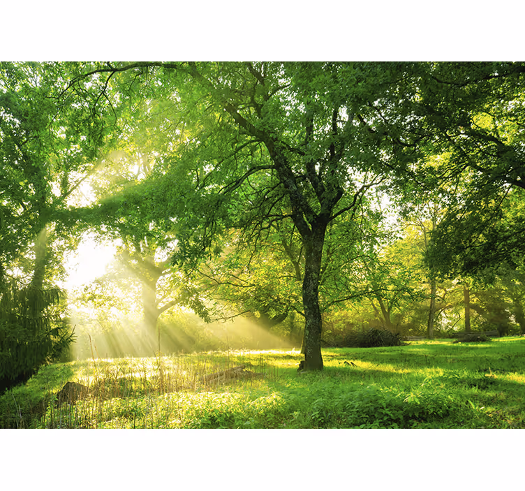 Fototapet natura peisaj verde însorit - TenStickers
