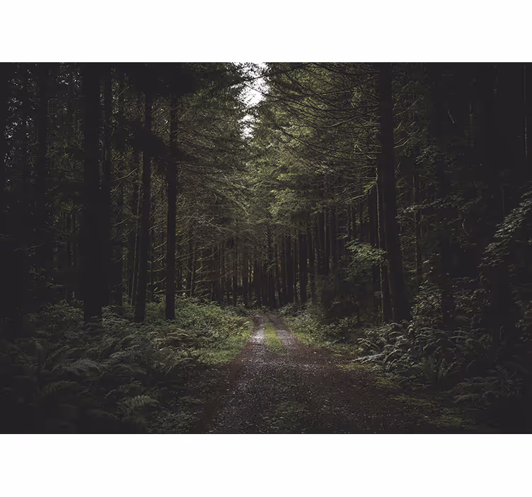 Fototapet natura poteca verde din pădure - TenStickers