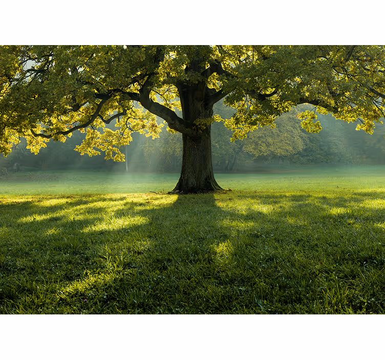 Fototapet natura silueta majestică a copacului - TenStickers