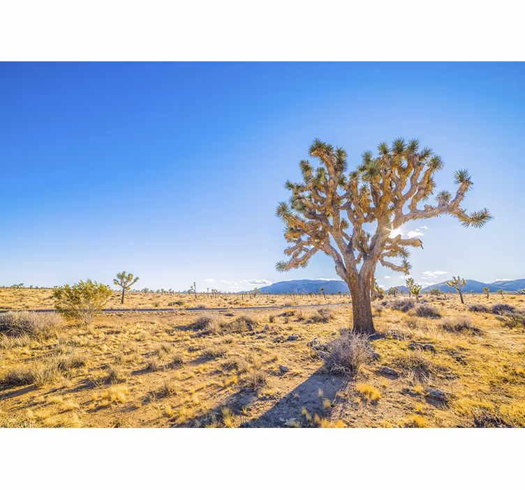 Muntele fototapet peisajul copacilor joshua - TenStickers