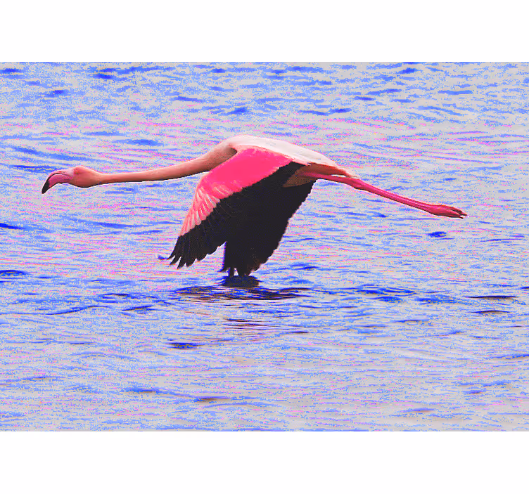 Fototapet frumos flamingo pe apă - TenStickers