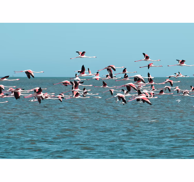 Fototapet animale flamingo pe apă - TenStickers