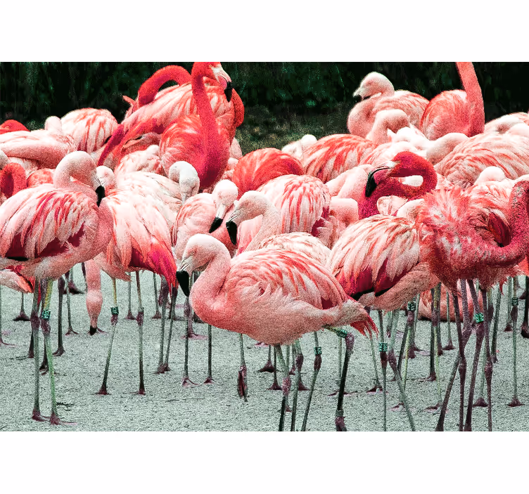 Fototapet animale stol de flamingo - TenStickers