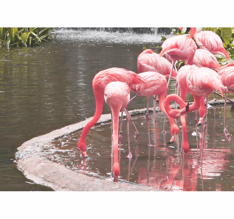 Fototapet animale asamblare flamingo - TenStickers