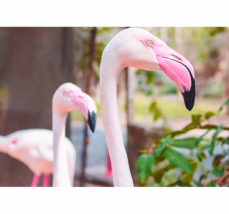 Picturi murale cu alte animale pereche de flamingo elegantă - TenStickers