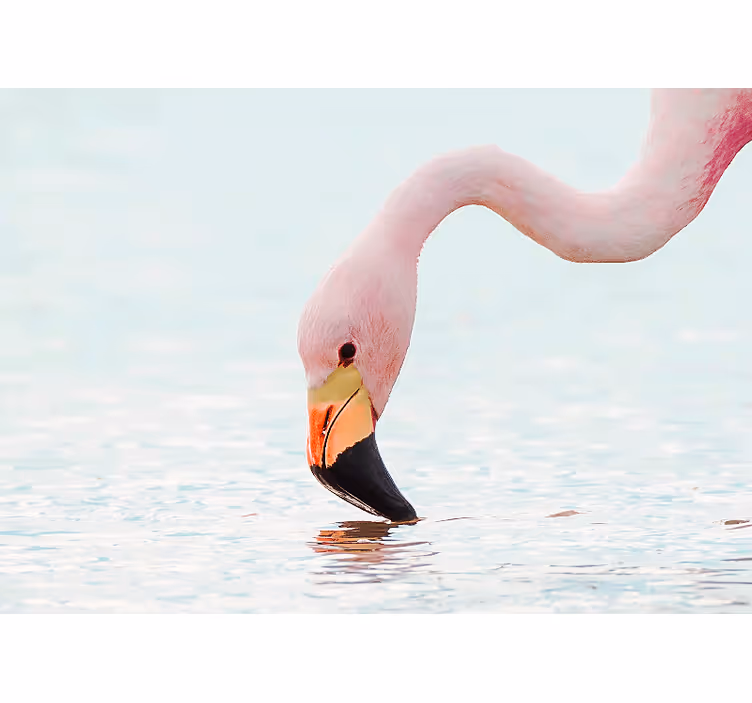Picturi murale cu alte animale reflectarea apei flamingoului - TenStickers