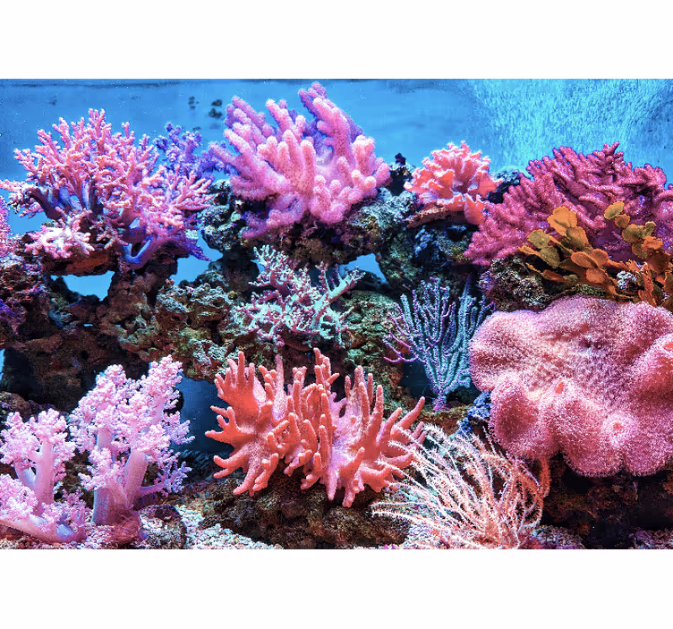 Fototapet mare scena coralilor acvatici - TenStickers