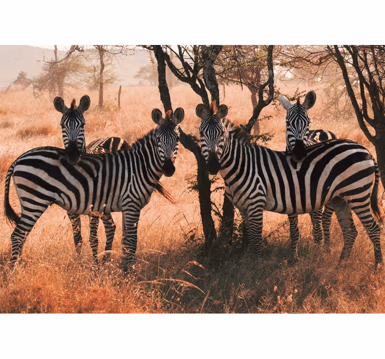 Fototapet animale zebre în natură - TenStickers
