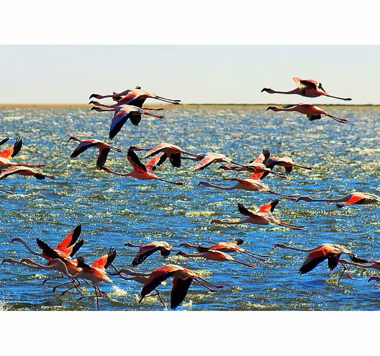Fototapet animale grup de flamingo zburători - TenStickers
