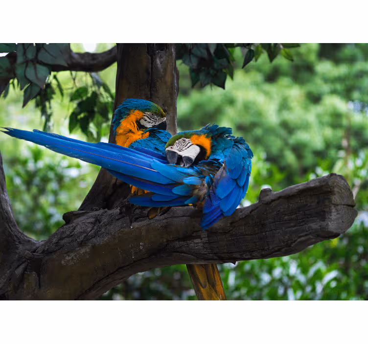 Papagali colorati in muralul de perete al junglei - TenStickers