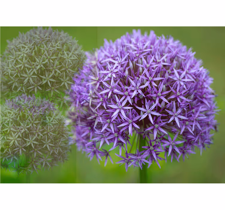 Fototapet maci aranjament floral violet - TenStickers