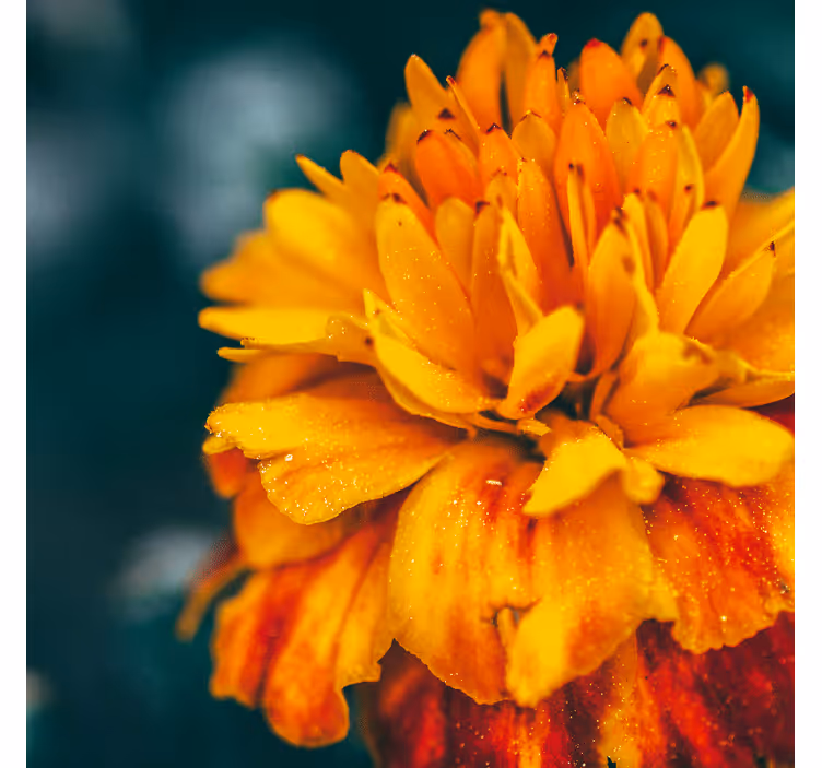 Fototapet cu flori detaliu floare portocalie - TenStickers