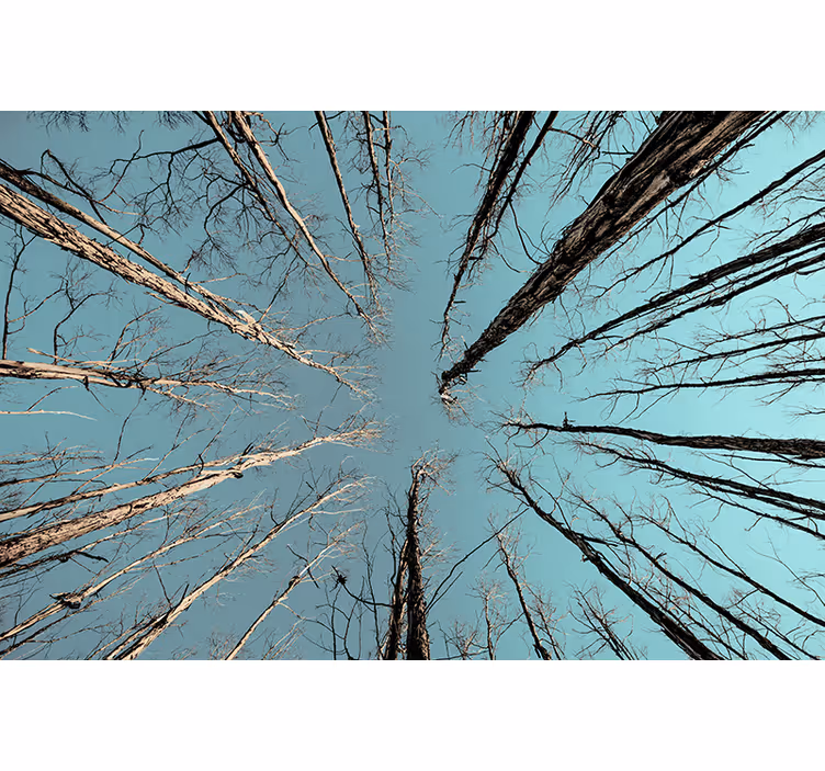 Arbori fototapet copaci care ating cerul - TenStickers