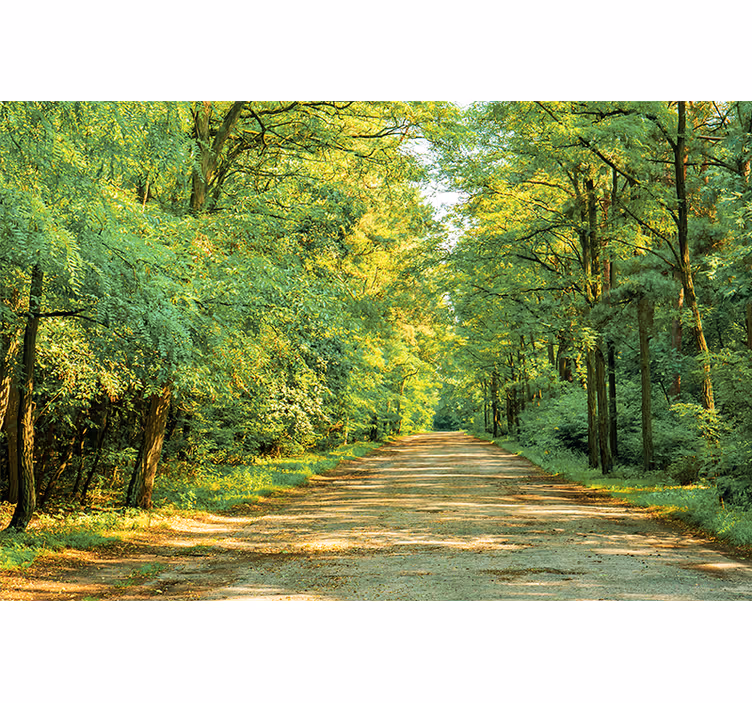 Pădure verde într-o zi însorită fototapet natura - TenStickers
