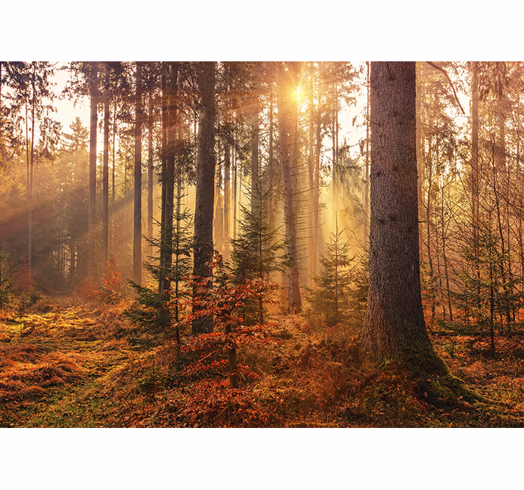 Păduri fototapet strălucire pădure luminată de soare - TenStickers