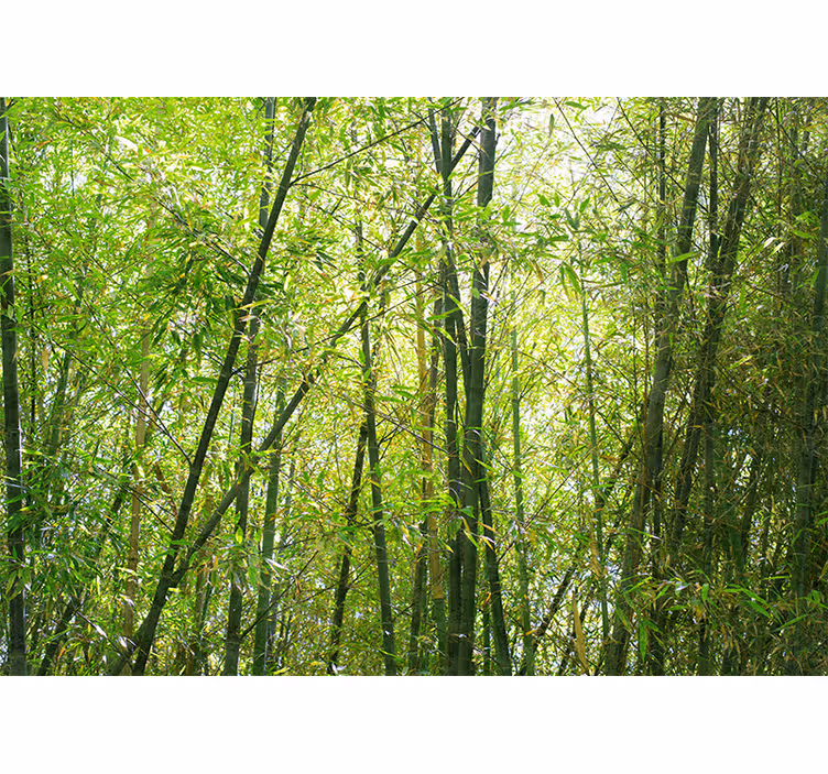 Fototapet de bambus pădure vibrantă de bambus - TenStickers