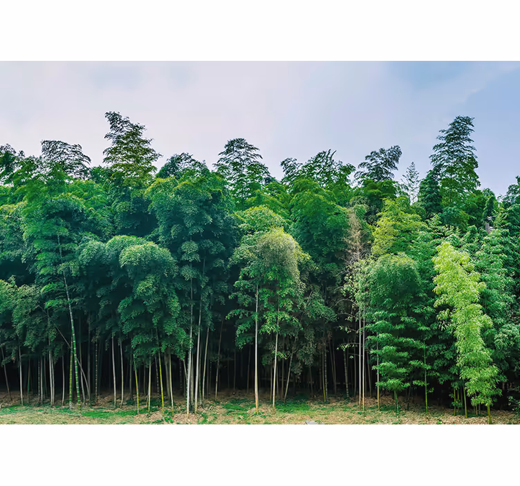 Fototapet natura peisaj pădure de bambus - TenStickers