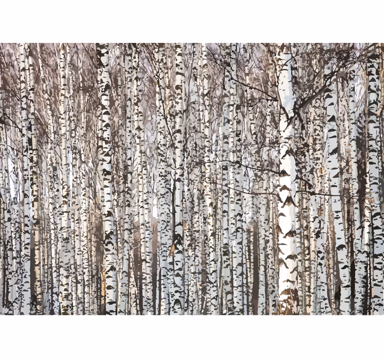 Arbori fototapet pădure de mesteacăn - TenStickers