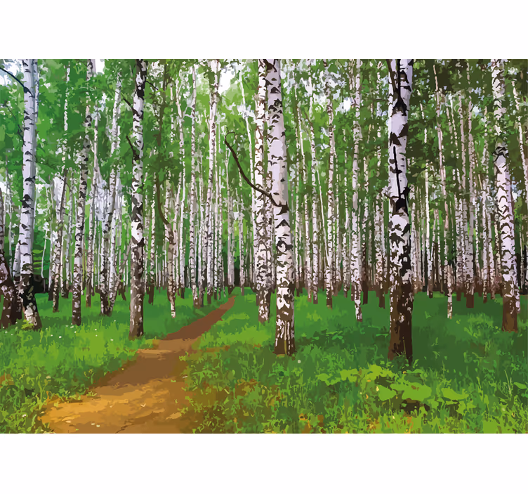 Fototapet natura cale în pădurea de mesteacăn - TenStickers