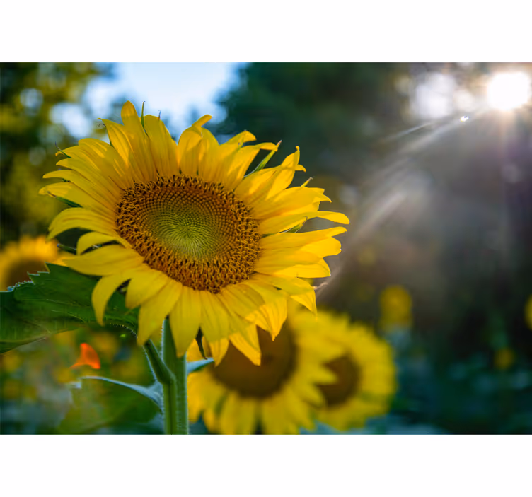Fototapet cu flori floarea-soarelui înflorită vibrant - TenStickers