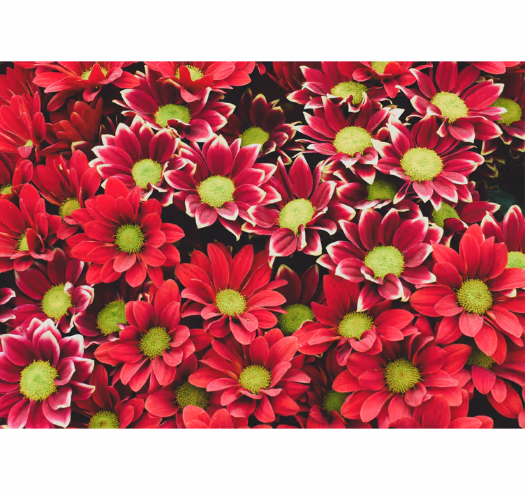 Fototapet cu flori compoziție de flori cramozii - TenStickers