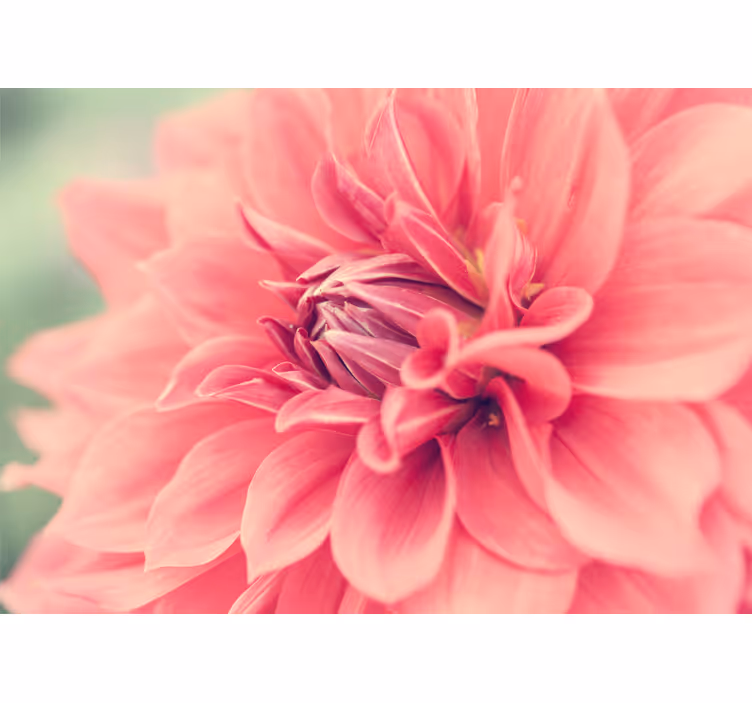 Fototapet cu flori floare roz vibrantă - TenStickers