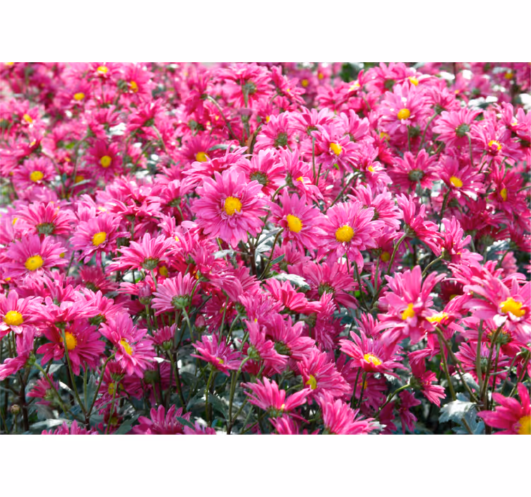 Fototapet cu flori explozie florală roz - TenStickers