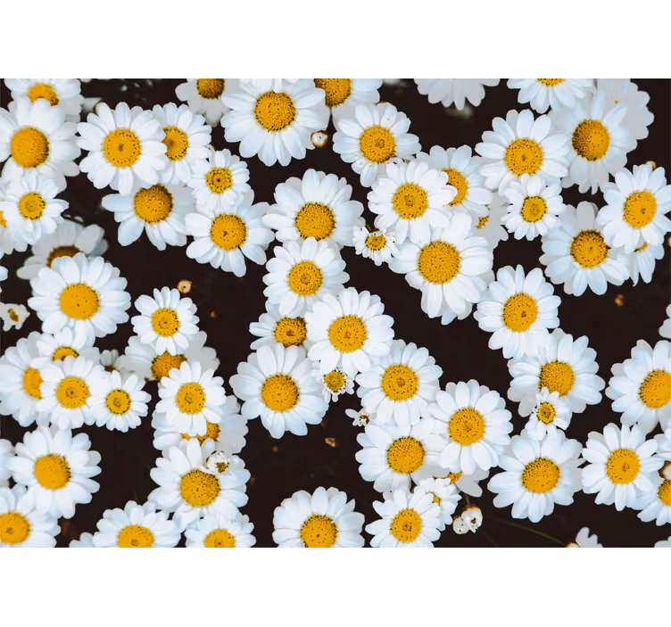 Fototapet cu flori model floral de mușețel - TenStickers