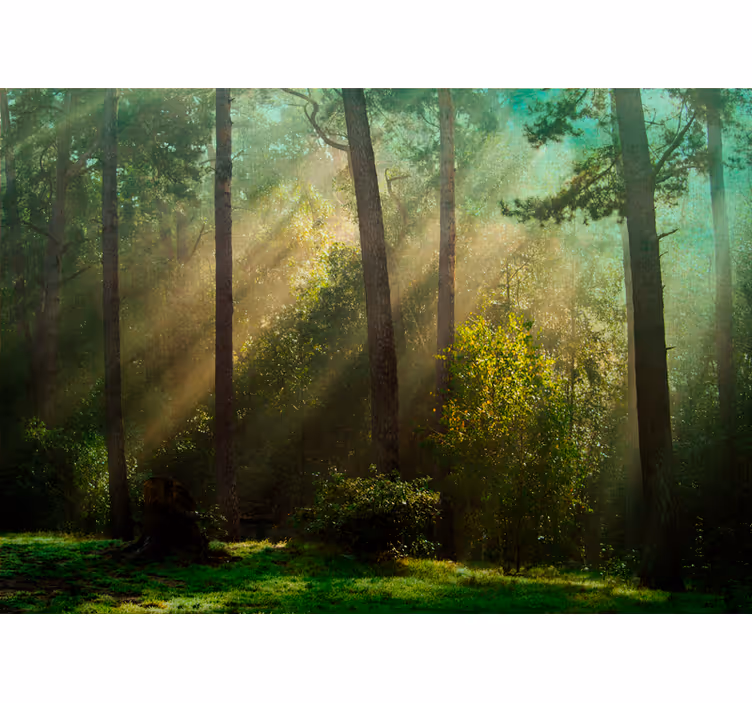 Păduri fototapet peisaj de pădure fermecător - TenStickers
