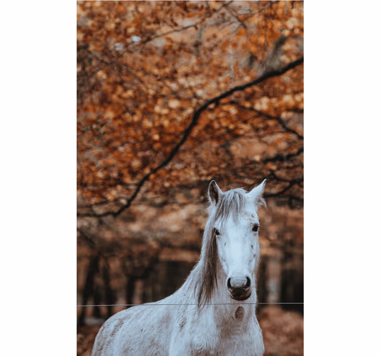 Fototapet animale cal alb maiestuos - TenStickers