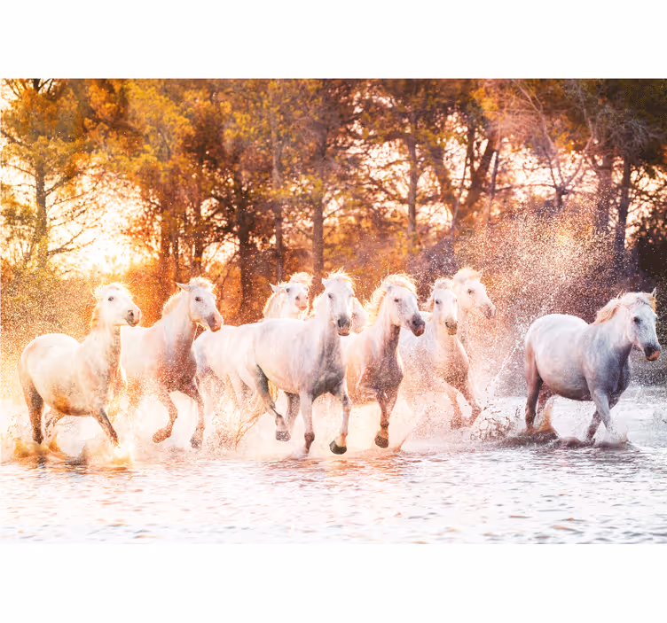 Fototapet animale cai majestuoși în fugă - TenStickers